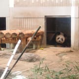Ueno Zoo