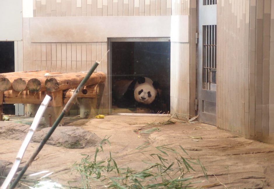 Ueno Zoo, Ueno, Tokyo