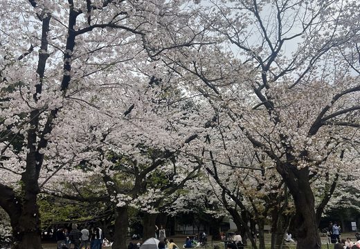 Yoyogi Park