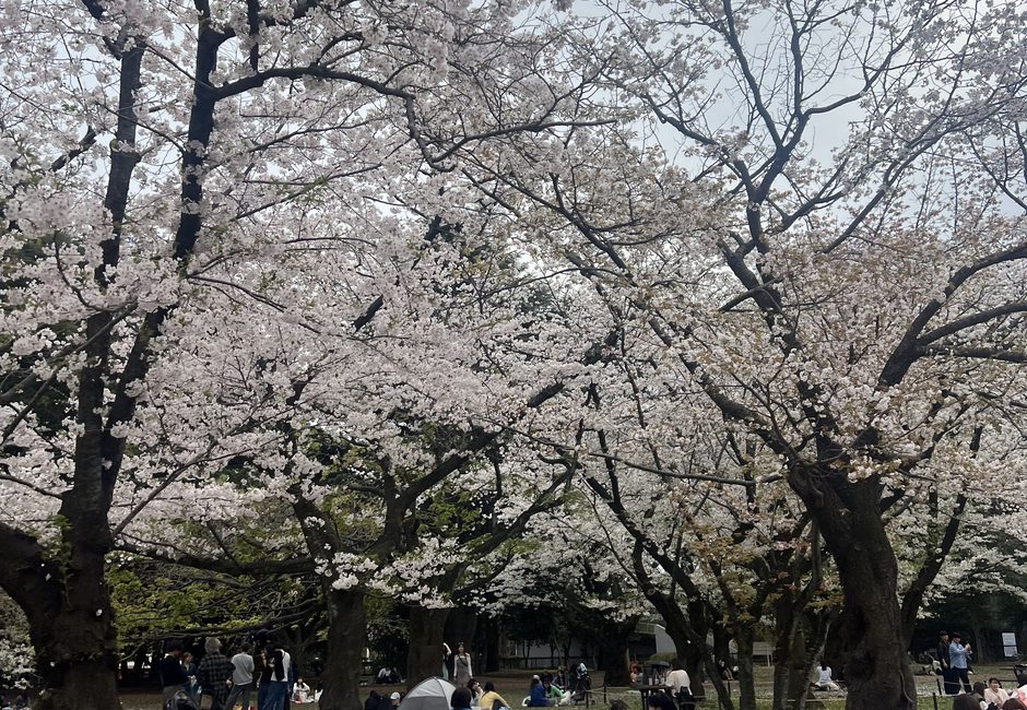 Yoyogi Park