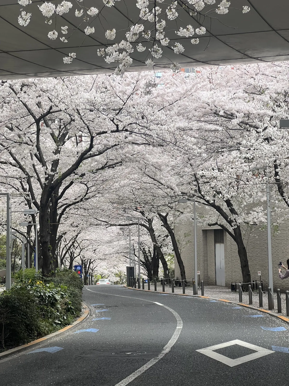 Cherry blossoms in Minato, Tokyo